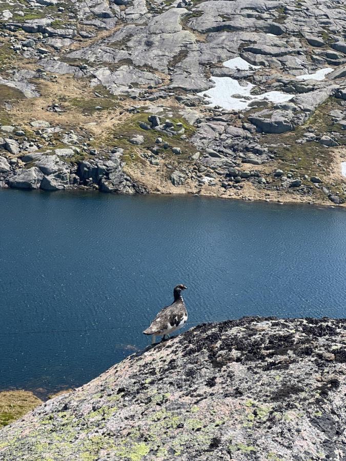 Flott Leilighet Pa Haugen I Sirdal Tjorhom Exteriör bild